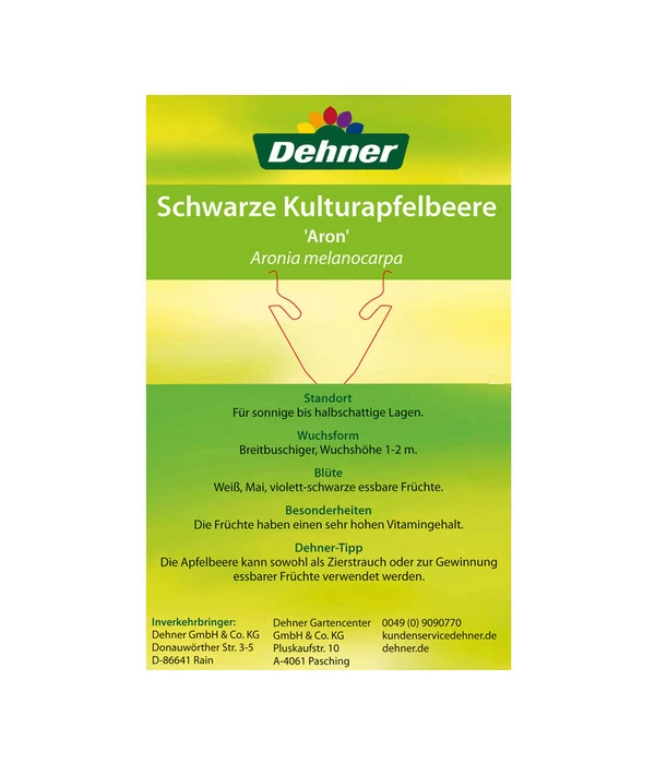 Apfelbeere, Aronia 'Aron' 5 Apfelbeere, Aronia 'Aron' – Bild 5