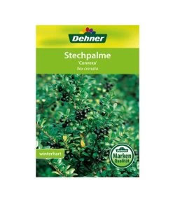 Japanische Stechpalme, Kugel -Gardena Store 00000000 Ilex crenata Convexa 2016 1