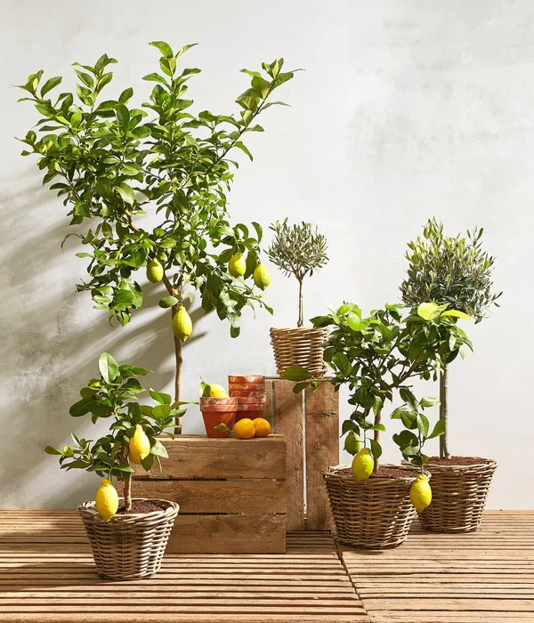 Olive, Ministamm 2 Olive, Ministamm – Bild 2