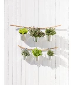 Dehner Gourmet Garten Strauchbasilikum 'Magic Blue' -Gardena Store 20181011 PR MO 003 Kraeuter 04