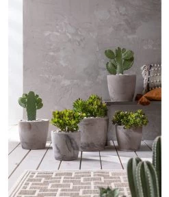 Feigenkaktus - Opuntia Consolea -Gardena Store 20190301 PR MO 001 Kakteen und Succulenten 02