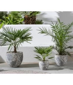 Hanfpalme -Gardena Store 20190912 WE MO 001 Palme