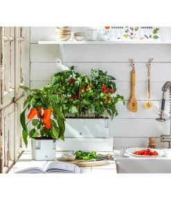 Pick-a-Tom® Cocktailtomate Mit Früchten, Rot -Gardena Store 20200604 WE MO 001 IndoorTomatePaprika 2021 GC11