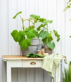 Mini Schlangengurke -Gardena Store 20200717 8842643 WE MO 002 CucurbitaePepoZucchiniGruen 2021 GC13 01