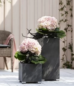 Bauern-Hortensie 'Avantgarde' 8 Bauern-Hortensie 'Avantgarde' -Gardena Store 20210415 WE MO 001 HortensieAvantgarde BL08 2022 01