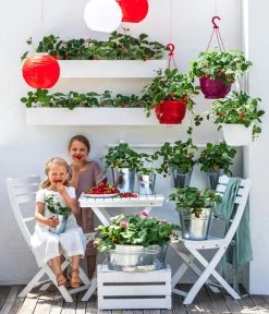 Erdbeerampel 6 Erdbeerampel -Gardena Store 20210624 8841405 4217758 8840027 4101614 WE MO 001 ErdbeerAmpel BL19 2022 02