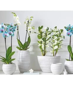 Traubenorchidee -Gardena Store 2167989 8250813 PR MO 001 ExklusivOrchideenthemaSara