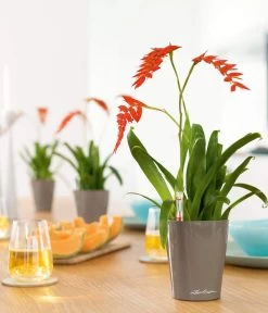 LECHUZA® DELTINI, All-in-One-Set -Gardena Store 2425130 WE MO 001 MINIDELTINItaupehochglanz