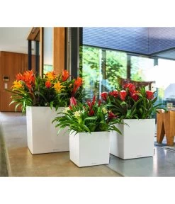 LECHUZA® CUBE, All-in-One Set -Gardena Store 2844066 WE MO 010 CubePremiumWeiss 3179850 3179538