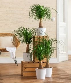 Dehner Keramik-Übertopf Basic, Rund 7 Dehner Keramik-Übertopf Basic, Rund -Gardena Store 3231412 WE MO 001 TopfBasicWeiss