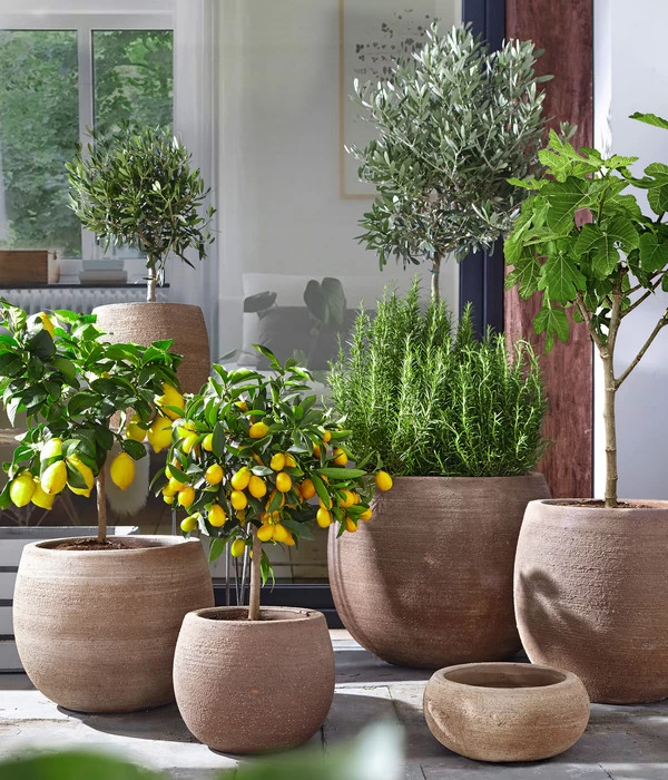 Olive, Ministamm 3 Olive, Ministamm – Bild 3