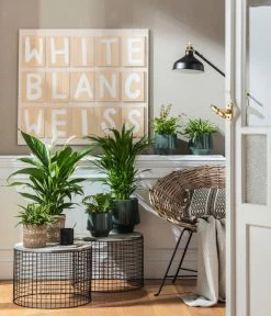 Grünlilie - Chlorophytum Comosum -Gardena Store 4099883 PR MO 001 TopfElsaPetrolKorbPapette