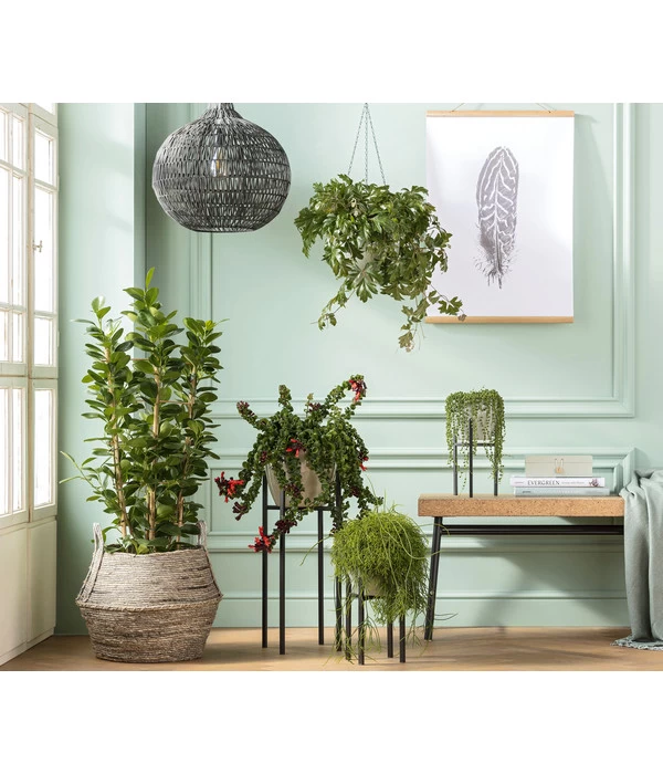 Metall-Pflanzenständer Ascot, Schwarz 2 Metall-Pflanzenständer Ascot, Schwarz – Bild 2