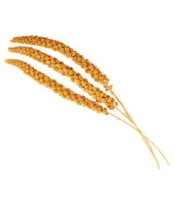 Dehner Kolbenhirse, Gelb -Gardena Store 414060 BildD 001 ErgaenzungsfutterDehnerKolbenhirseKolbenhItChina500GFo