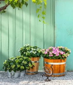 Teller-Hortensie, Ca. 15-25 Cm -Gardena Store 4214573 7223423 7223464 7223431 7223449 WE MO 001 GusseisenSonnenuhr