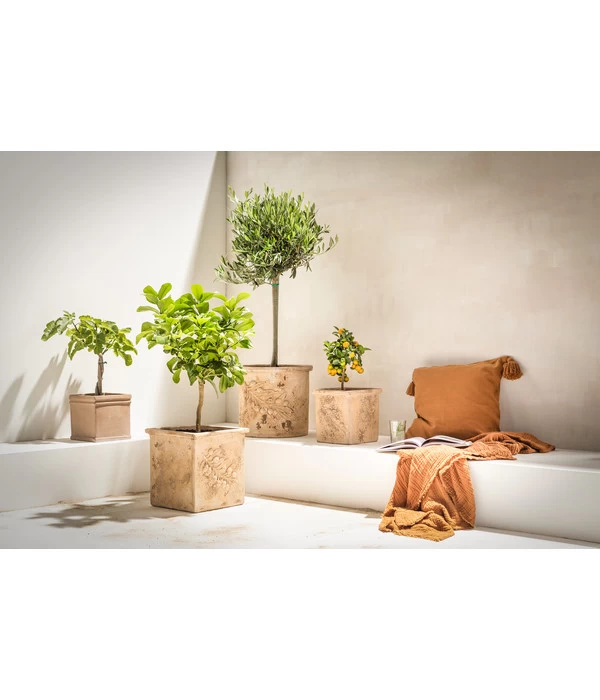 Dehner Terrakotta-Topf, Quadratisch, Terrakotta-antik 2 Dehner Terrakotta-Topf, Quadratisch, Terrakotta-antik – Bild 2