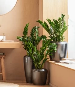 Dehner Keramik-Vase Lissabon Mit LECHUZA® Bewässerungssystem, Konisch 8 Dehner Keramik-Vase Lissabon Mit LECHUZA® Bewässerungssystem, Konisch -Gardena Store 4448833 WE MO 001 LissbonKeramik Content