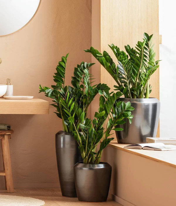 Dehner Keramik-Vase Lissabon Mit LECHUZA® Bewässerungssystem, Konisch 4 Dehner Keramik-Vase Lissabon Mit LECHUZA® Bewässerungssystem, Konisch – Bild 4