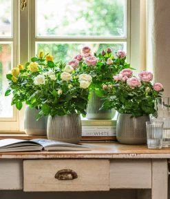 Dehner Übertopf-Set Pink Beauties, 2-teilig 9 Dehner Übertopf-Set Pink Beauties, 2-teilig -Gardena Store 4461091 WE MO 001 TopfIdaGrau