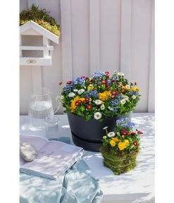 Elho Kunststoff-Schale Greenville, Ca. Ø33/H19,5 Cm -Gardena Store 4474292 WE MO 002 elhoKunststoffSchaleGreenville