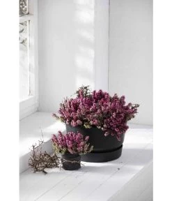 Elho Kunststoff-Schale Greenville, Ca. Ø33/H19,5 Cm -Gardena Store 4474292 WE MO 003 elhoKunststoffSchaleGreenville