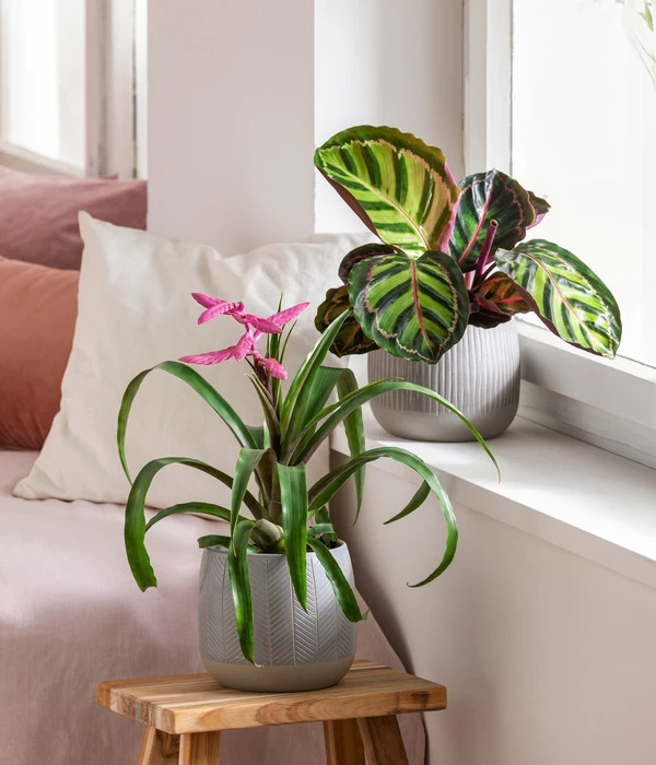 Dehner Übertopf-Set Pink Beauties, 2-teilig 4 Dehner Übertopf-Set Pink Beauties, 2-teilig – Bild 4