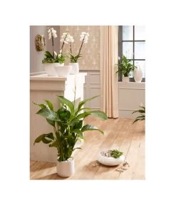 Dehner Keramik-Jardiniere Lustrinado, Oval, Ca. B32/H18/T15 Cm -Gardena Store 5174586 PR MO 001 ExklusivSerieLustrinadoWeiss