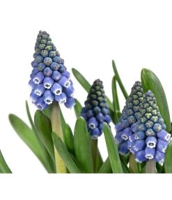 Traubenhyazinthen In Zinkschale, Ca. Ø29 Cm 9 Traubenhyazinthen In Zinkschale, Ca. Ø29 Cm -Gardena Store 6019152 WE DE 001 MuscariMarleen2T11Traubenhyazinthe