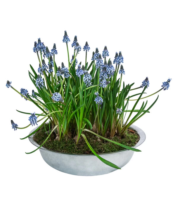 Traubenhyazinthen In Zinkschale, Ca. Ø29 Cm 2 Traubenhyazinthen In Zinkschale, Ca. Ø29 Cm – Bild 2