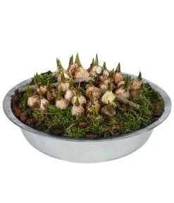 Traubenhyazinthen In Zinkschale, Ca. Ø29 Cm