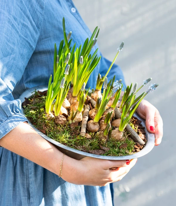 Traubenhyazinthen In Zinkschale, Ca. Ø29 Cm 3 Traubenhyazinthen In Zinkschale, Ca. Ø29 Cm – Bild 3