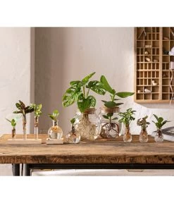 Waterplant Balsamapfel Im Kugelglas - Clusia Rosea 'Princess', Mit LED 6 Waterplant Balsamapfel Im Kugelglas - Clusia Rosea 'Princess', Mit LED -Gardena Store 6125066 WE MO 001 WaterPlants 1