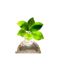 Waterplant Balsamapfel Im Kugelglas - Clusia Rosea 'Princess', Mit LED 7 Waterplant Balsamapfel Im Kugelglas - Clusia Rosea 'Princess', Mit LED -Gardena Store 6125074 WE DE 001 WaterPlantlusia7cmmitLicht