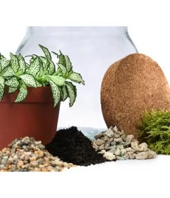 Flaschengarten DIY-Set Fittonia, 6-teilig, Ca. Ø15/H18 Cm -Gardena Store 6188510 WE DE 001 FlaschengartenKlein