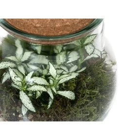 Flaschengarten DIY-Set Fittonia, 6-teilig, Ca. Ø15/H18 Cm -Gardena Store 6188510 WE DE 002 FlaschengartenKlein