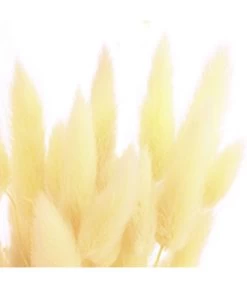 Trockenblumenbund Hasenschwanzgras, Gebleicht -Gardena Store 6284087 PR DE 002 HasenschwanzgrasgebleichtBundDehnerExpressHerzig