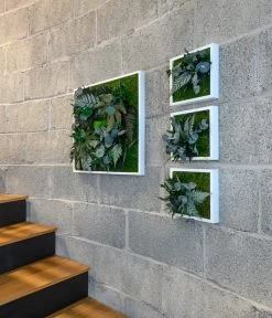 StyleGREEN Bild Aus Wald- Und Kugelmoos, Quadratisch, Ca. B55/H55/T17 Cm -Gardena Store 6429815 WE MO 001 Pflanzenbild55x55cm