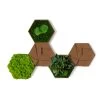 StyleGREEN Bilder-Set Aus Moos Und Kork, Hexagon, 5-teilig