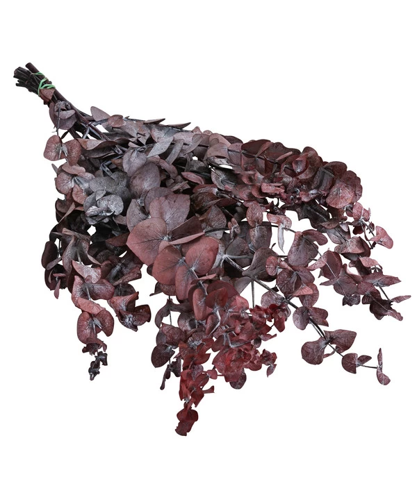 Trockenblumenbund Eukalyptus, Dunkelrot 1 Trockenblumenbund Eukalyptus, Dunkelrot
