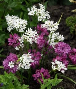 Dehner Blumenzwiebel 5 Monate Blütenpracht, 200 Stk. -Gardena Store 6617286 WE MO 002 DehnerBlumenzwiebel5MonateBlumenpaket