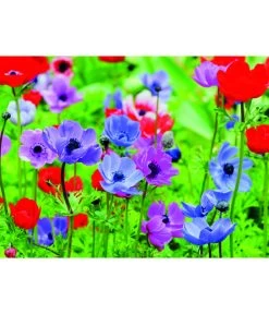 Dehner Blumenzwiebel 5 Monate Blütenpracht, 200 Stk. -Gardena Store 6617286 WE MO 003 DehnerBlumenzwiebel5MonateBlumenpaket