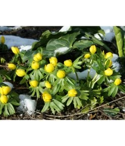 Dehner Blumenzwiebel 5 Monate Blütenpracht, 200 Stk. -Gardena Store 6617286 WE MO 004 DehnerBlumenzwiebel5MonateBlumenpaket