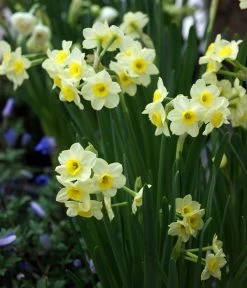 Dehner Blumenzwiebel 5 Monate Blütenpracht, 200 Stk. -Gardena Store 6617286 WE MO 005 DehnerBlumenzwiebel5MonateBlumenpaket