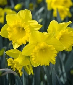 Dehner Blumenzwiebel 5 Monate Blütenpracht, 200 Stk. -Gardena Store 6617286 WE MO 007 DehnerBlumenzwiebel5MonateBlumenpaket