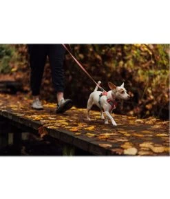 RUFFWEAR® Hundehalsband Hi & Light™ Collar -Gardena Store 6723019 6723167 6723316 6723324 WE MO 002 RWHiLightCollarSalmonPink