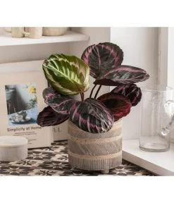 Dehner Beton-Übertopf Nola, Rund, Grau-kupfer -Gardena Store 6732499 WE MO 004 TopfNolaGold