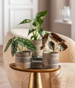 Dehner Beton-Übertopf Nola, Rund, Grau-kupfer -Gardena Store 6732515 WE MO 001 GlamourPaketNola