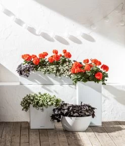 Süßkartoffel, Verschiedene Farben 11 Süßkartoffel, Verschiedene Farben -Gardena Store 6770721 8813206 8809592 8824500 WE MO 001 LechuzaSchaleCubetoStone