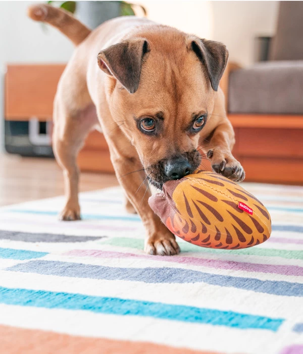 Red Dingo Hundespielzeug DURABLES Toys Nasenbär 4 Red Dingo Hundespielzeug DURABLES Toys Nasenbär – Bild 4