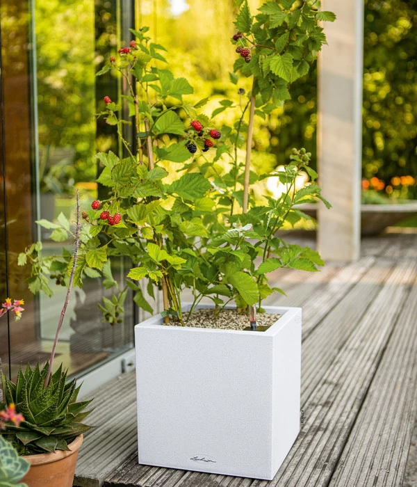 LECHUZA® Kunststoff-Topf Canto Stone, Eckig, Ca. B14/H13,5/T14 Cm 2 LECHUZA® Kunststoff-Topf Canto Stone, Eckig, Ca. B14/H13,5/T14 Cm – Bild 2